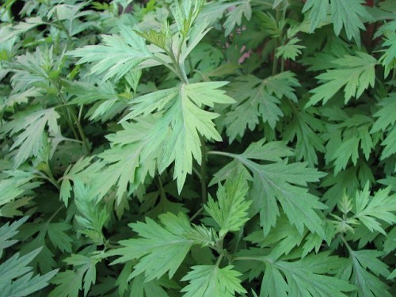 艾草种植全攻略:从播种到收获的全流程解析