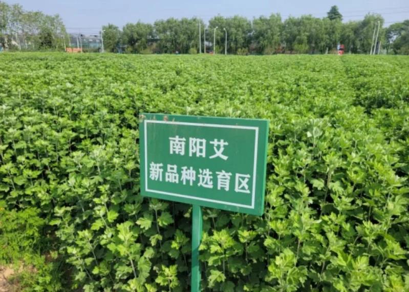 南阳艾草