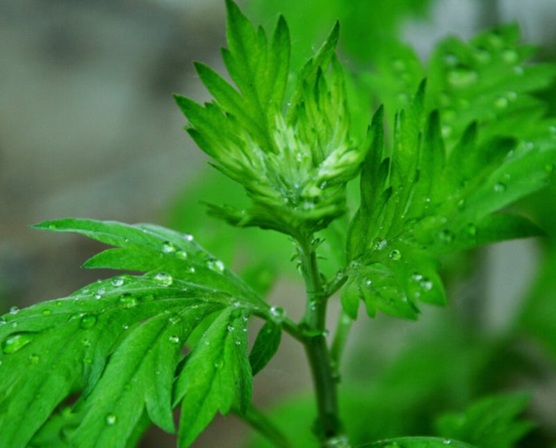艾草种植市场前景广阔，其种植效益和经济价值引人关注。那么，艾草种植一年能赚多少呢？今天我们就来深入探讨一下。