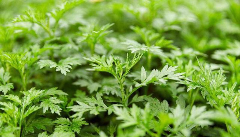 艾草种植